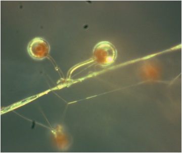 Syncephalis nodosa on host hypha